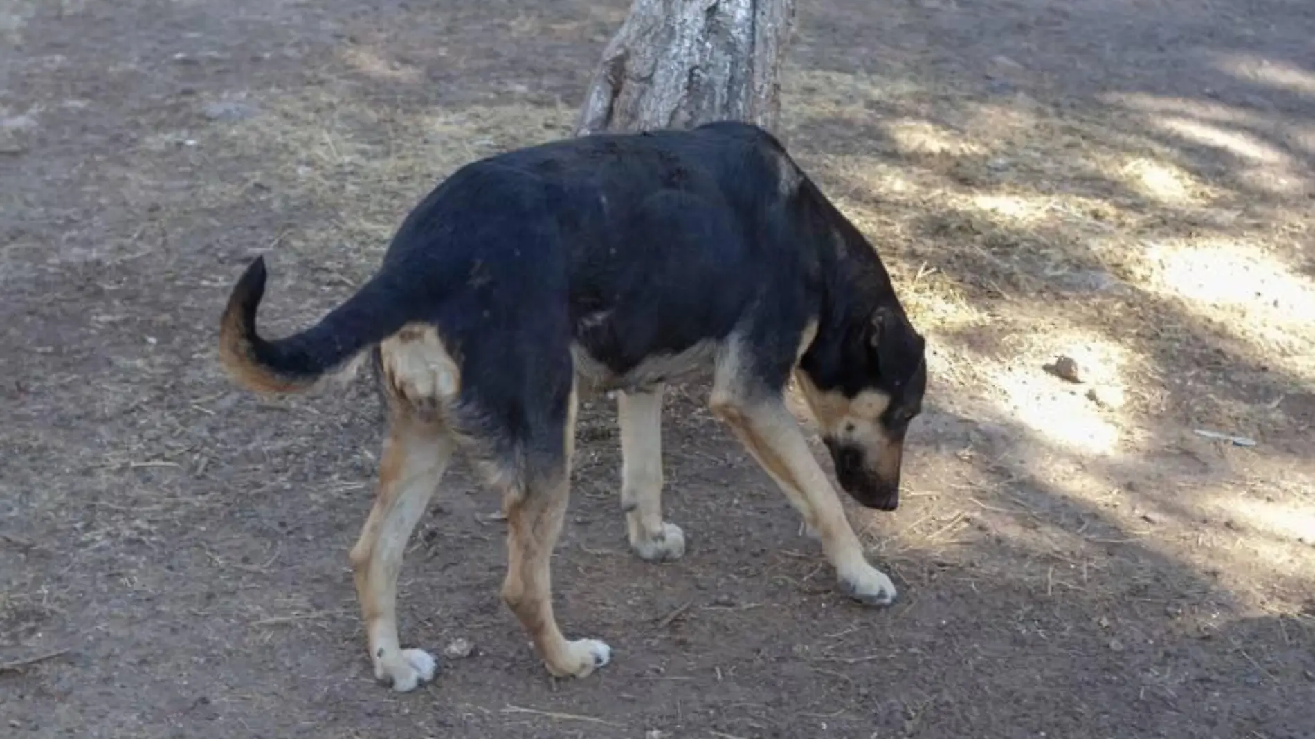 perro callejero